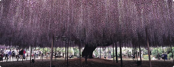 日本一の大藤フラワーパーク